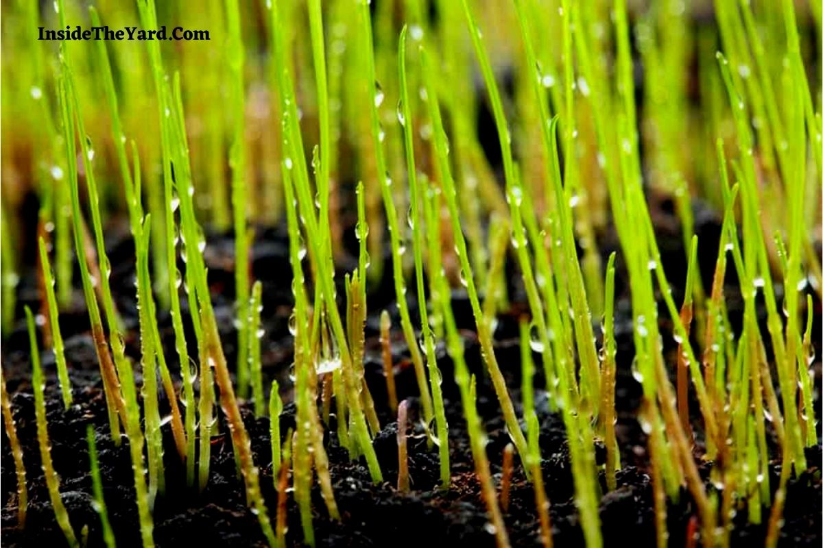 Grss Seed Without Shell Want To Know How Long Can Grass Seed Go Without Water