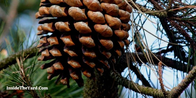 How To Pick Up Pine Cones in Yard? 6 Ways for You