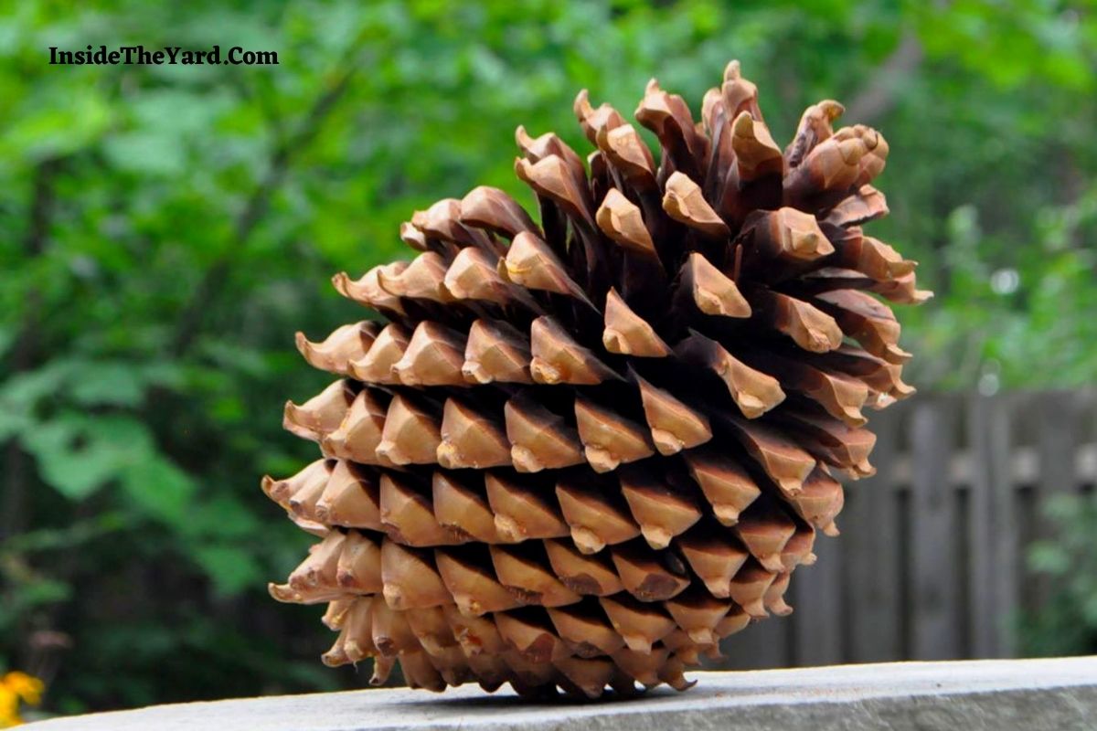 How To Pick Up Pine Cones In Yard? 6 Ways For You
