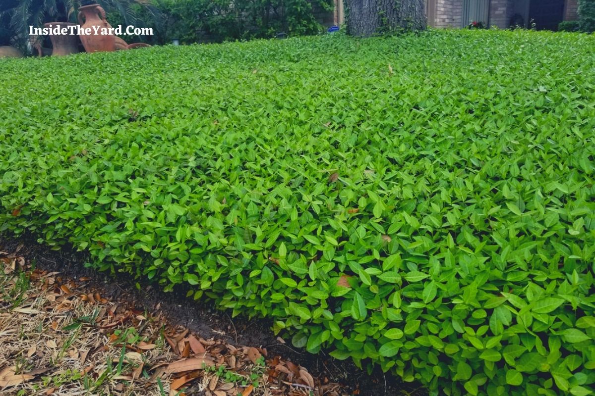 Do You Know What Will Kill Asian Jasmine?