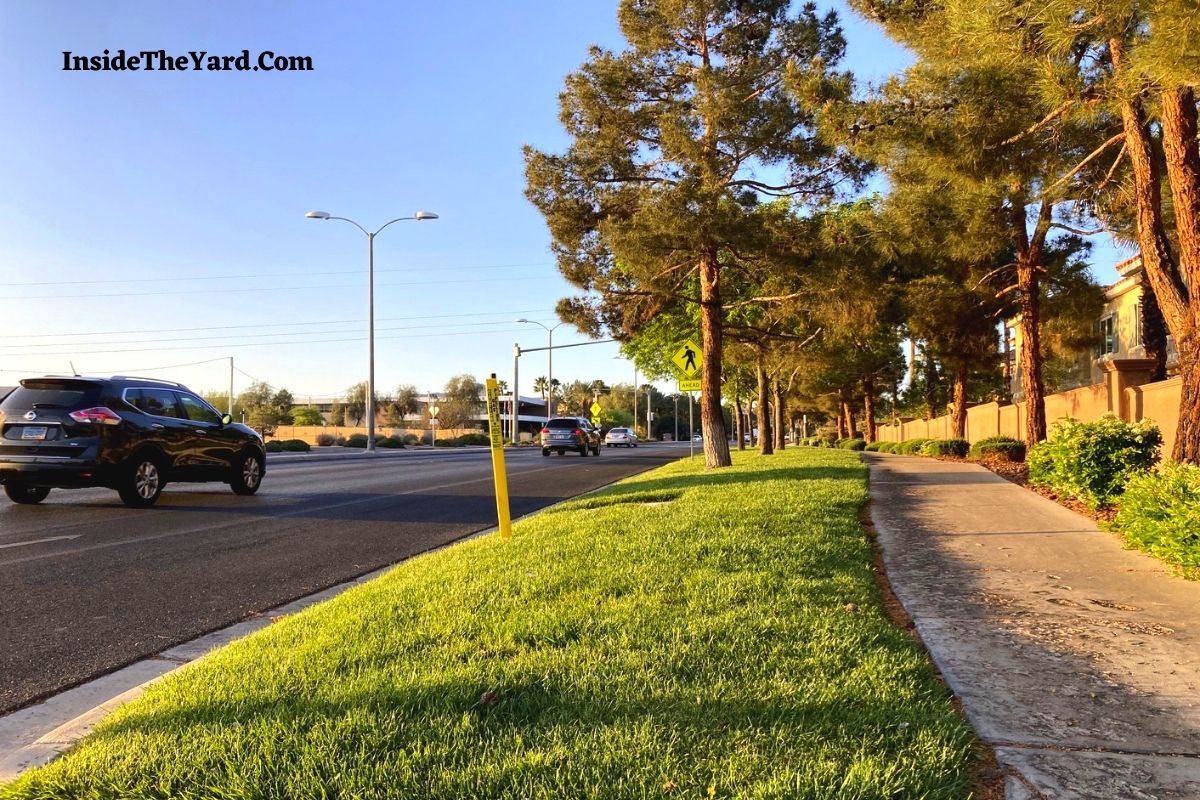 How To Water Grass Between Sidewalk And Street Know The Tactics