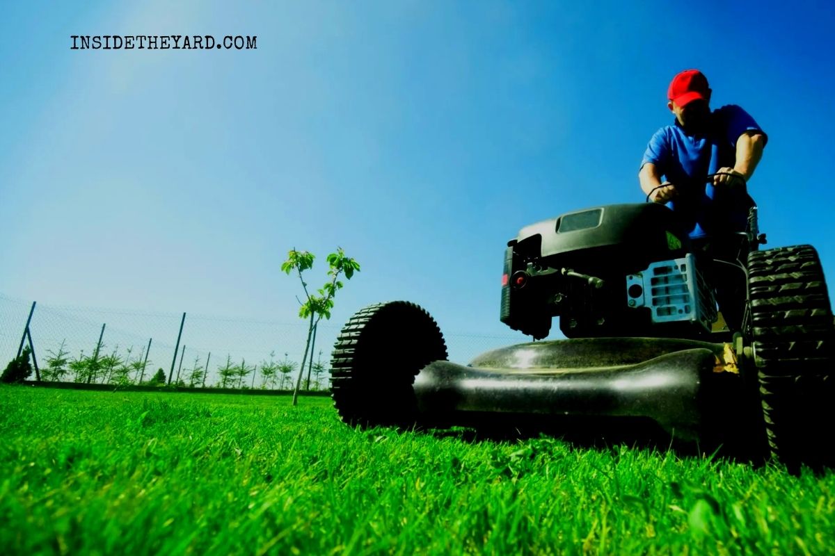 Know Buffalo Grass Pros And Cons