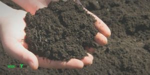 Can You Put Topsoil Over Sand To Grow Grass? What Experts Say - Inside