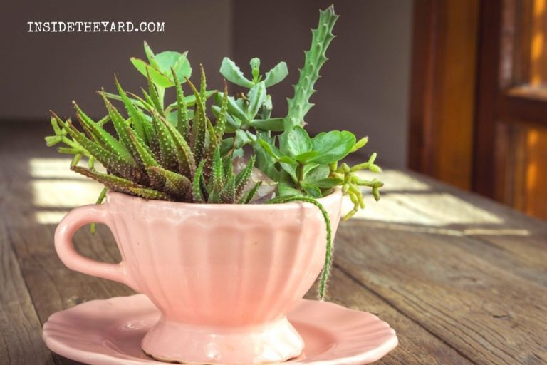 Cómo Hacer Un Platillo Para Plantas De 2 Maneras Sencillas