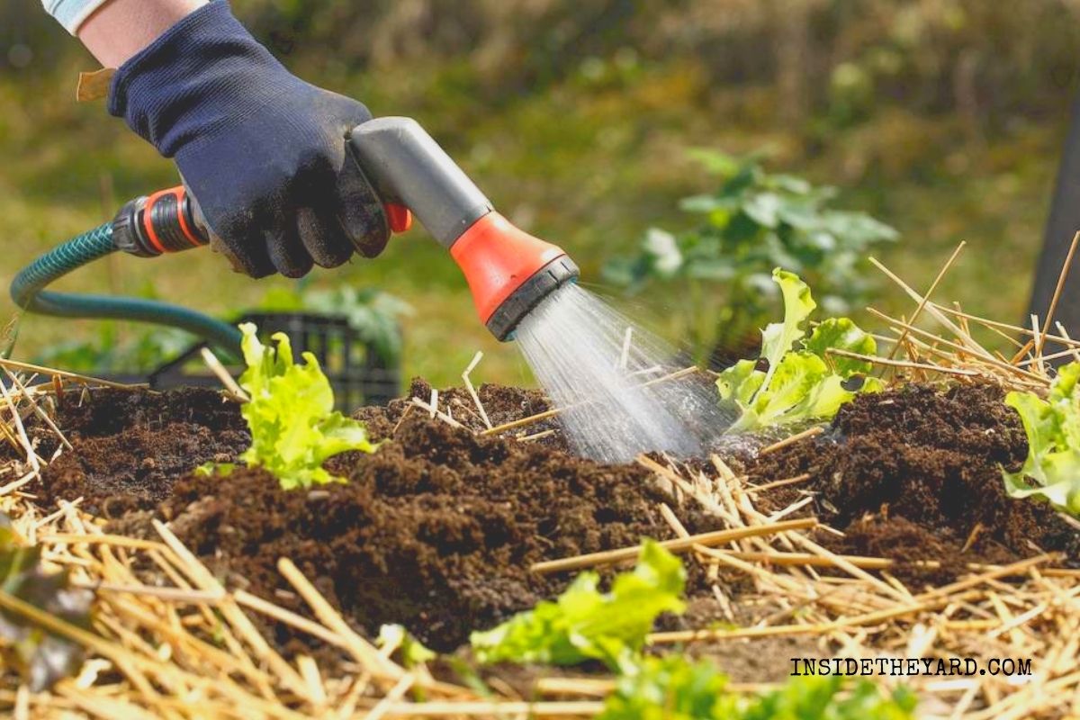 Does Cornmeal Kill Weeds? How to Use it for Preventing Weeds? Inside