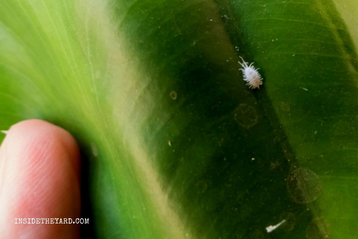 How To Stop Insects From Eating My Elephant Ears 4 Expert
