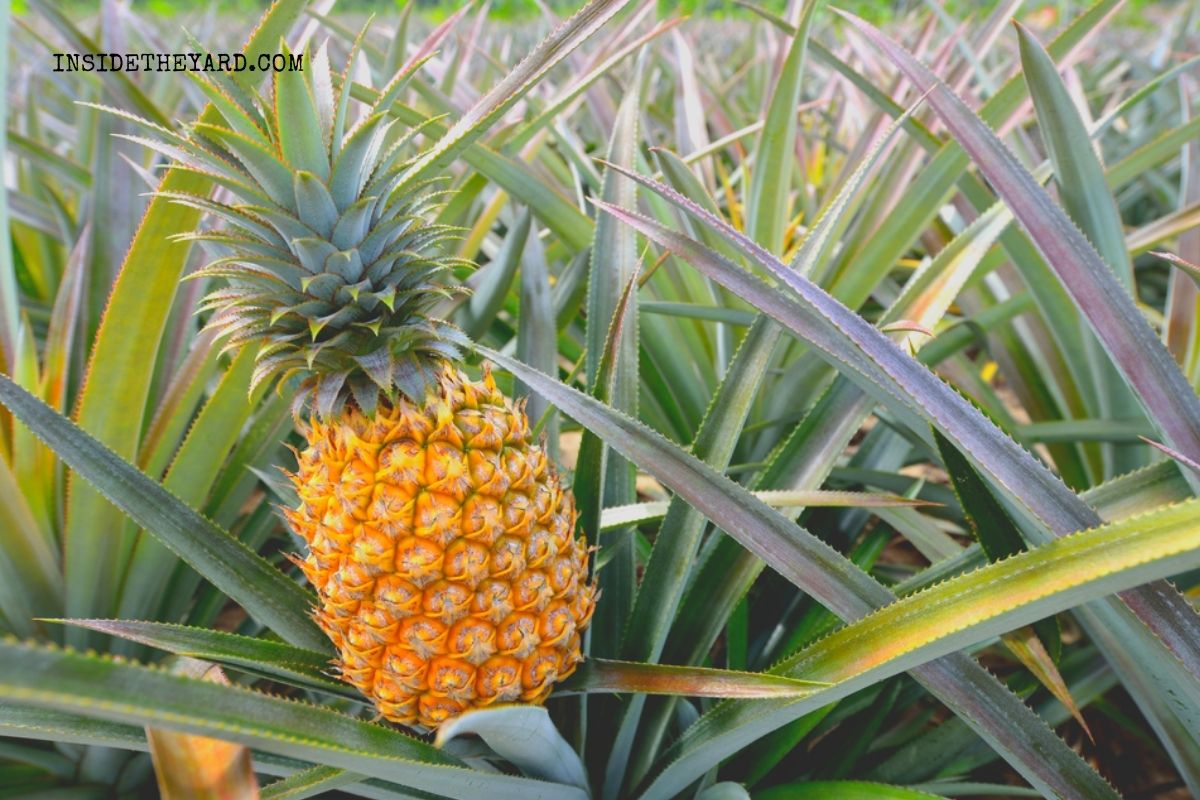 Why Is Your Ornamental Pineapple Plant Dying?
