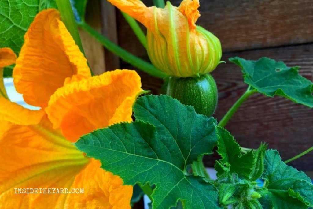 Why Are My Watermelon Plants Dying? Reasons With Remedies