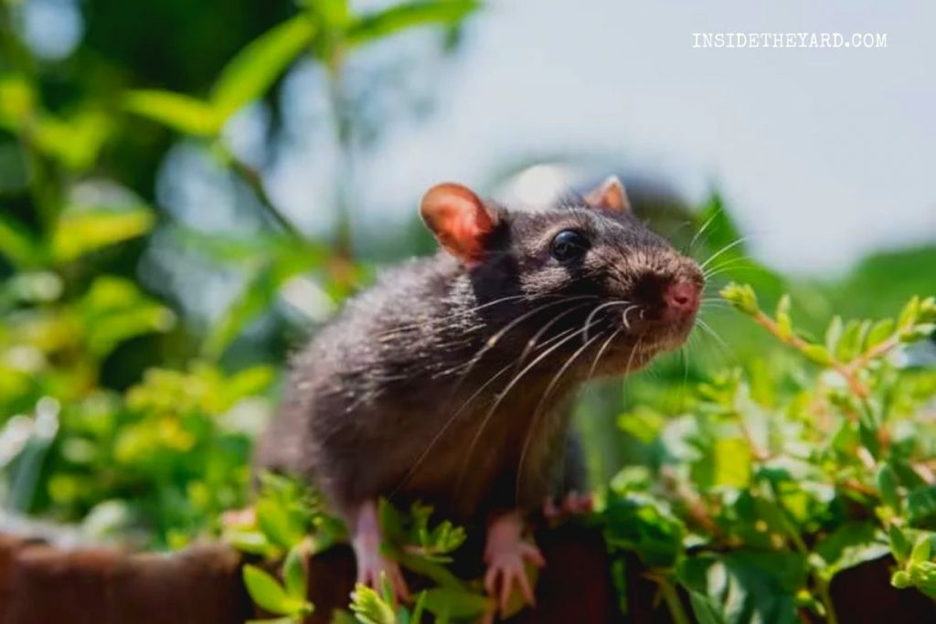 What Kills Weeds But Not Flowers? 6 Proven Ingredients