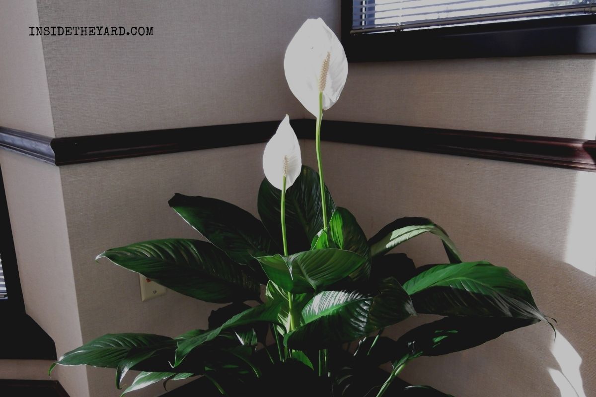 [Must Know] 5 Plants That Look Like Peace Lily