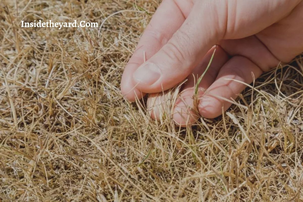 [We've Revealed Reasons] Why Has My Grass Turned White After Fertilizing?
