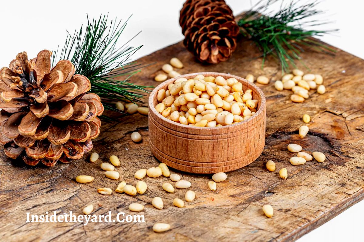 Are Pine Cones Poisonous To Humans? Yes Or No? Let's Find Out