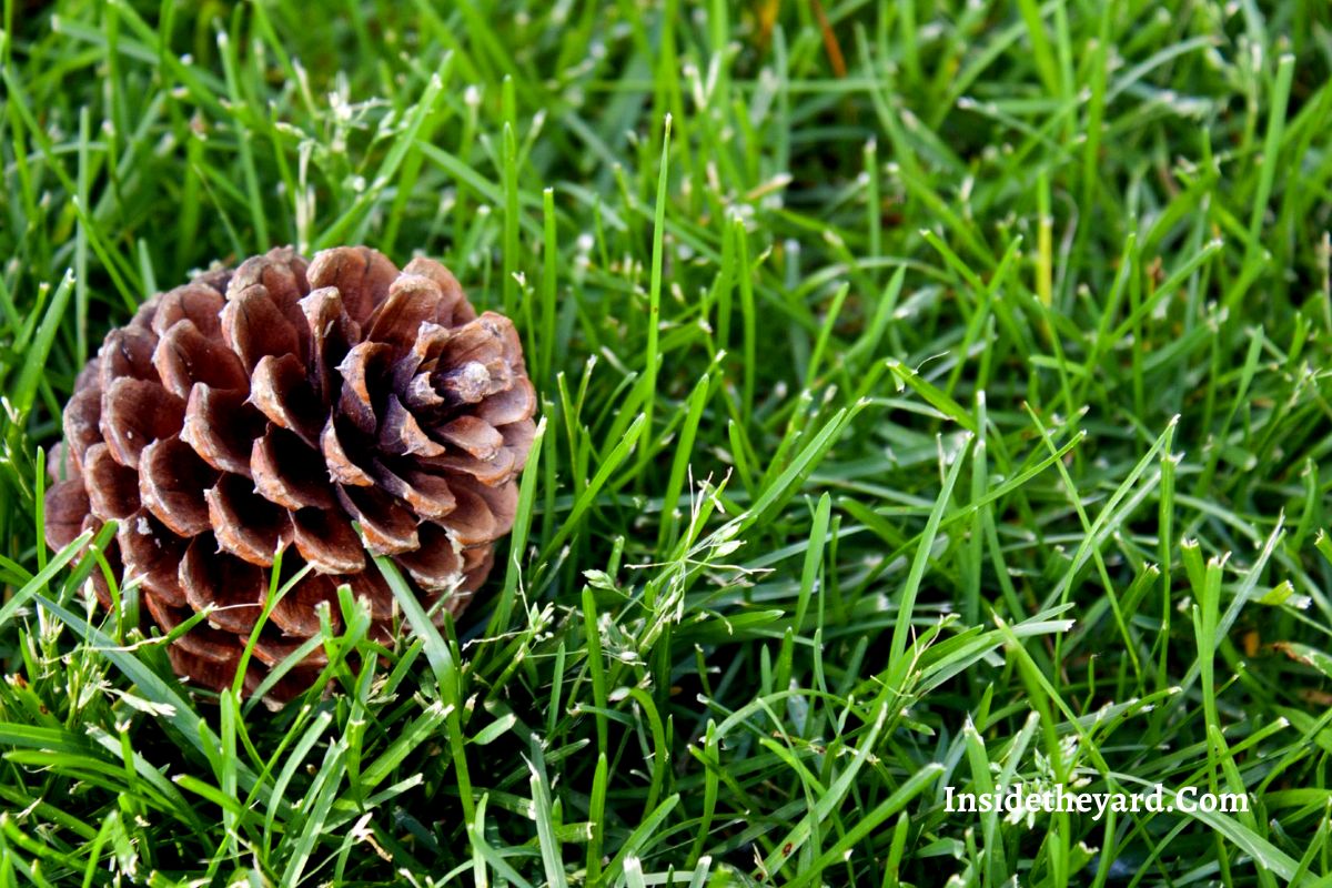 Do Pine Cones Grow Into Trees? Everything You Should Know