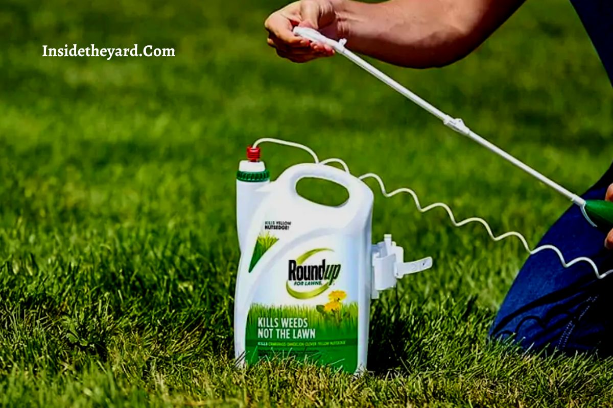 Easiest Ways To Know How Often Should I Spray Weed Killer?