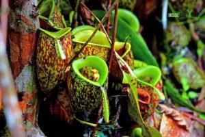 Pitcher Thing 5 Carnivorous Plants That Eat Fruit Flies- Things You Don't Know About ...