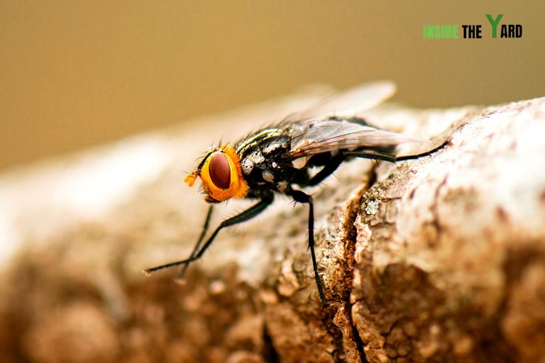 Australian Bush Fly