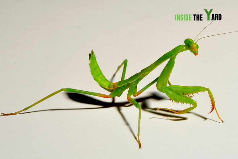 China Mantis