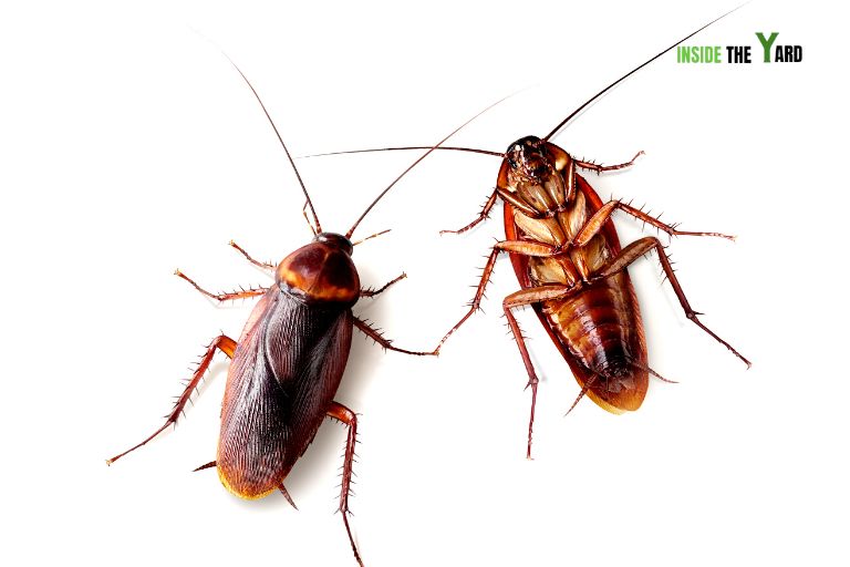 Cockroaches