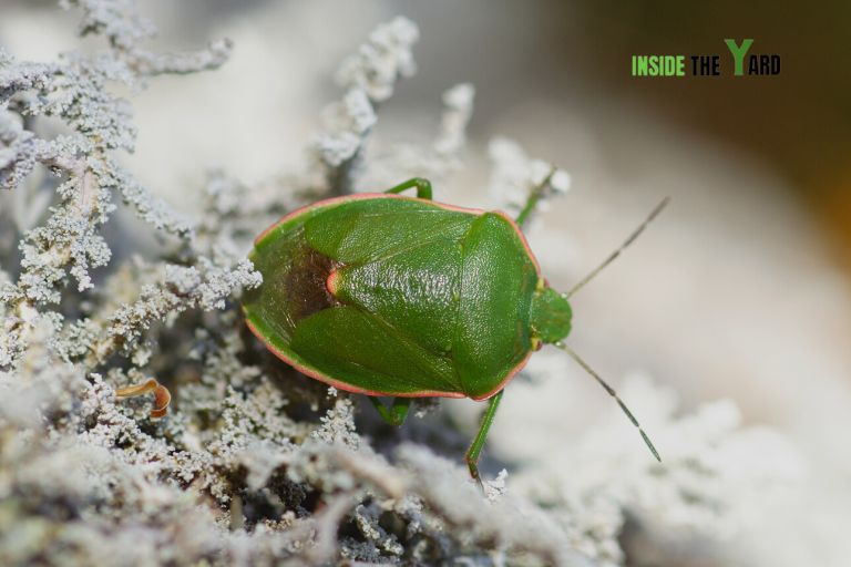  Green Stink Bug