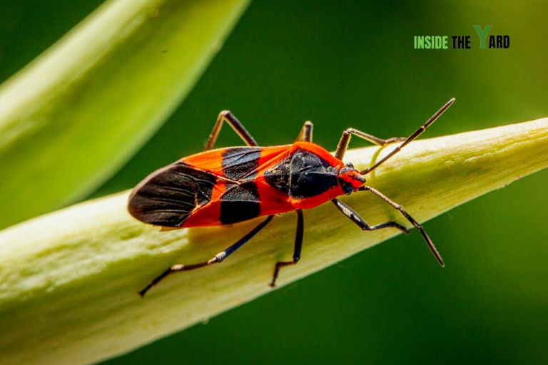 Milkweed Plant Bug