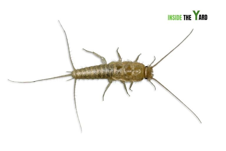 Silverfish