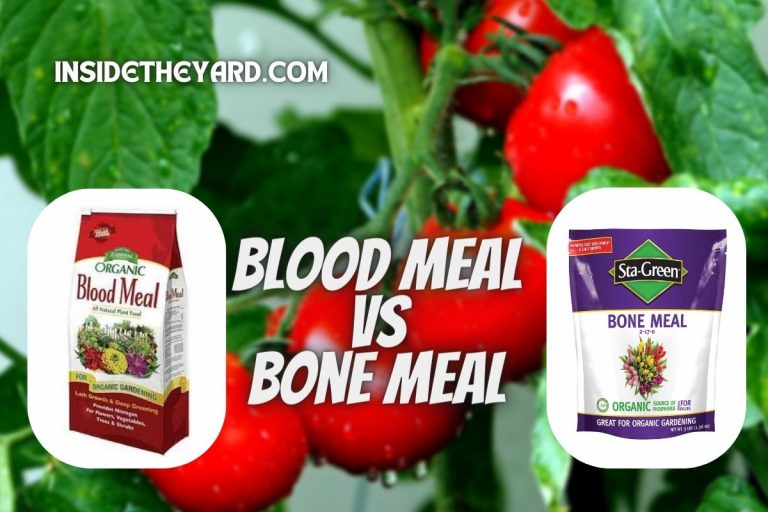 Blood Meal Vs Bone Meal For Tomatoes: The Ultimate Differentiation Guide