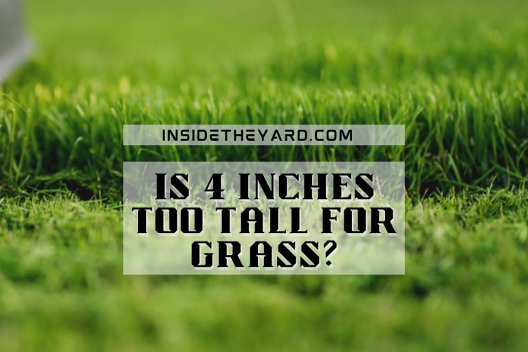 Is 4 Inches Too Tall For Grass? See Gardeners Answer!