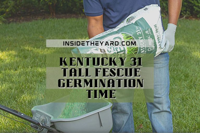 Kentucky 31 Tall Fescue Germination Time: Are They Fast Grower?