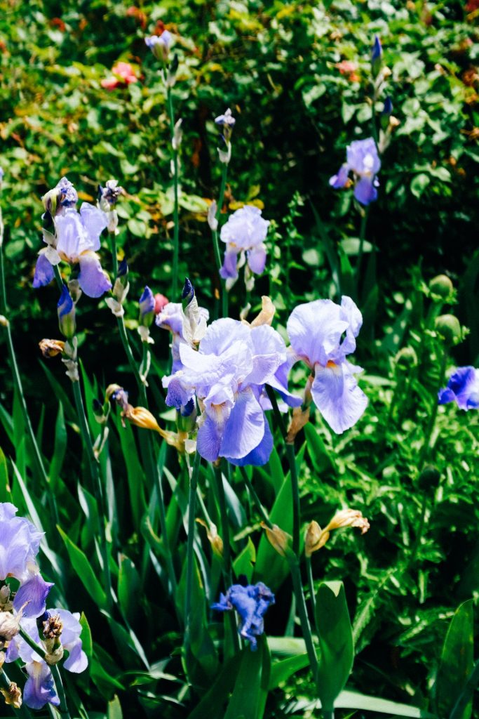 iris y espadañas