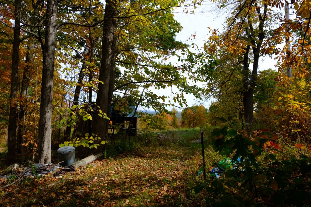 leaf forest