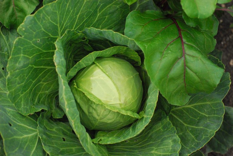 Unwrapping the Layers: An In-Depth Guide to Cabbage Growth Stages