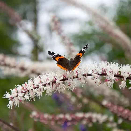 butterfly on Bugbane