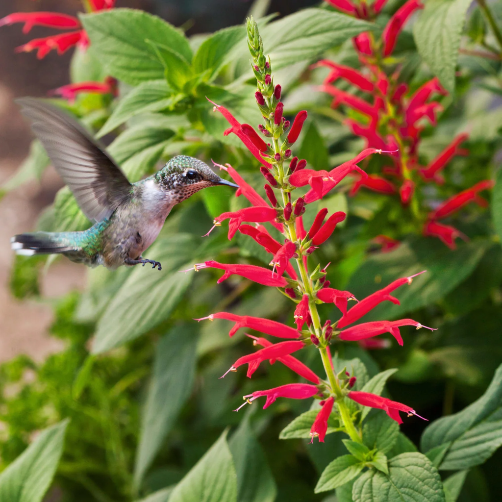 Pineapple Sage