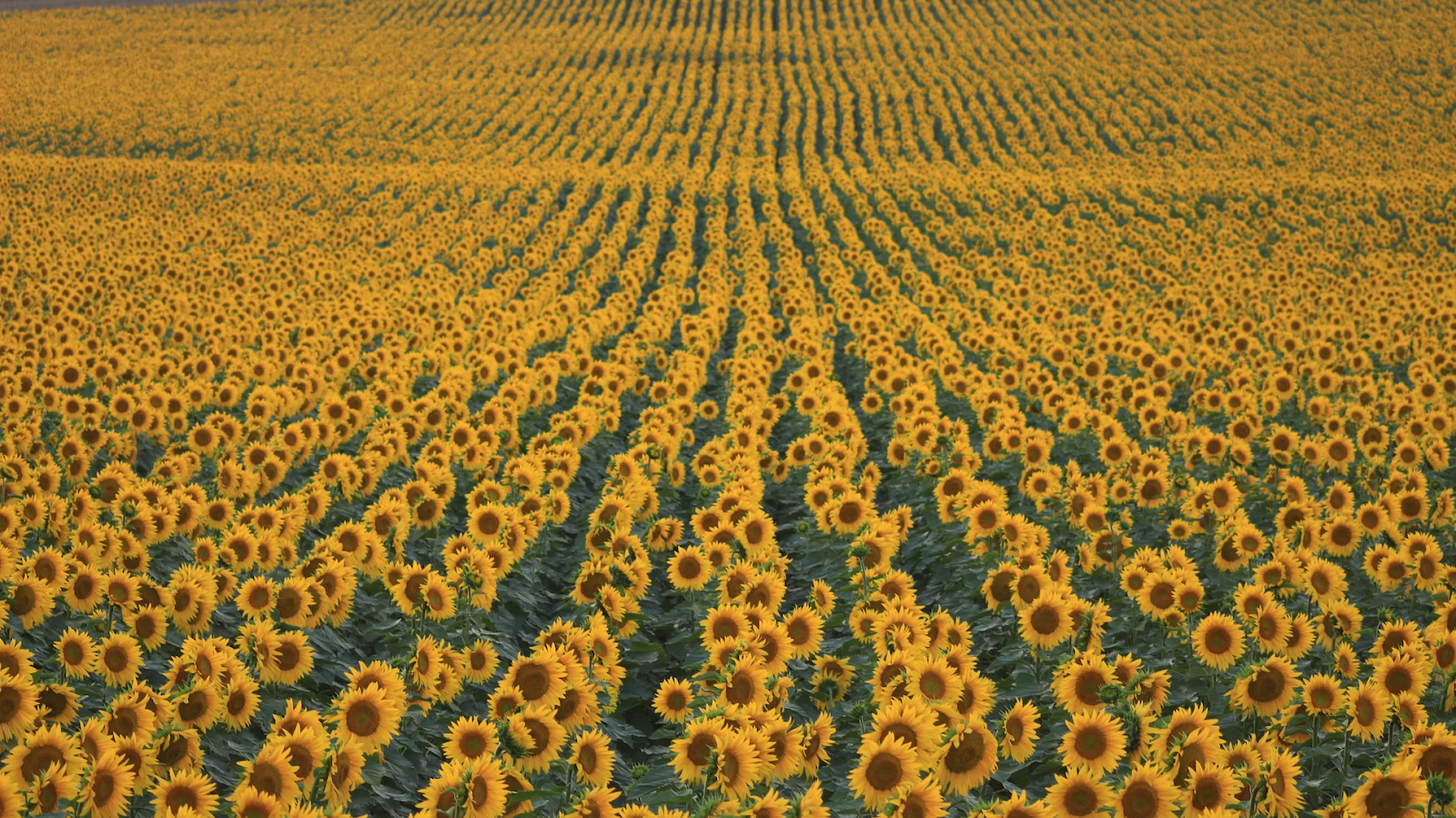 pasted image 0 – 2023-07-26T043933.988 sunflower field