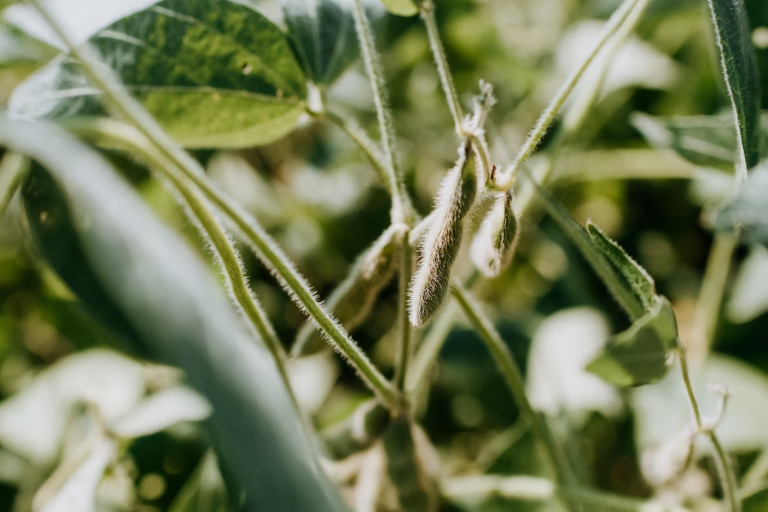 The Best Way to Plant Soybeans