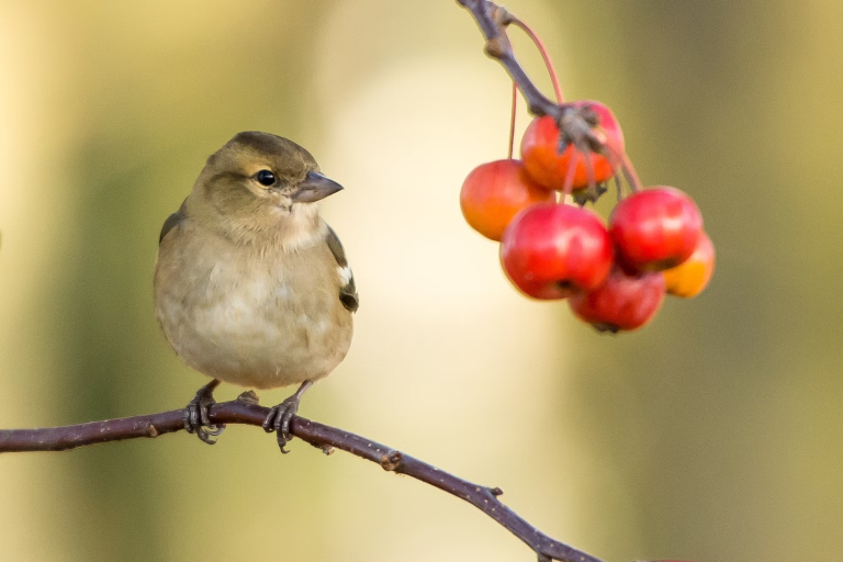 10 Beneficial Birds You Want in Your Yard