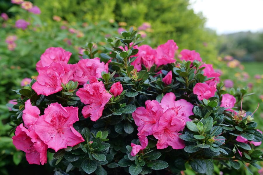 pasted image 0 – 2023-08-03T045818.892 pink azalea flower