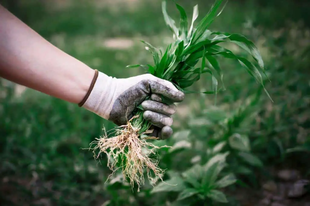 pasted image 0 – 2023-08-03T051057.085 person wearing gloves pulling weeds from lawn