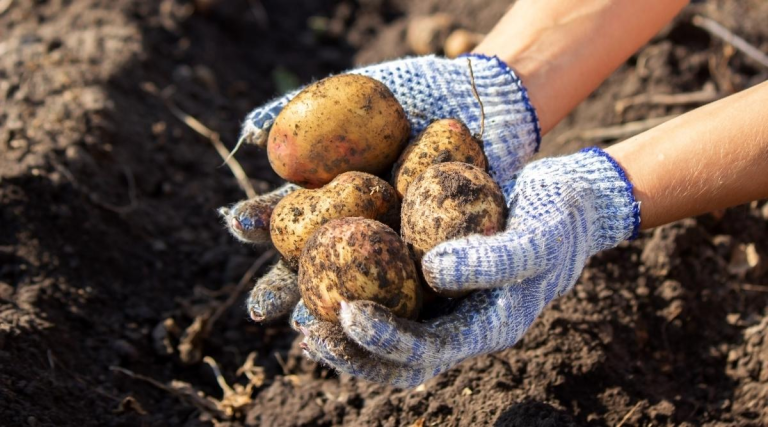When to Harvest Potatoes?