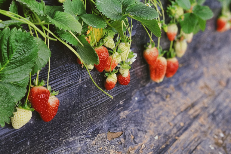 Strawberry Companion Plants