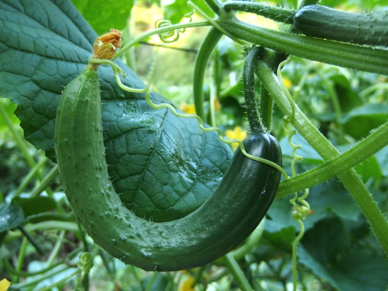 How to Build a Cucumber Trellis