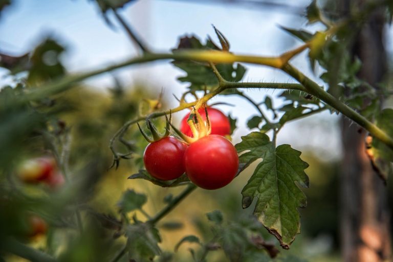 Best Fertilizer for Tomatoes