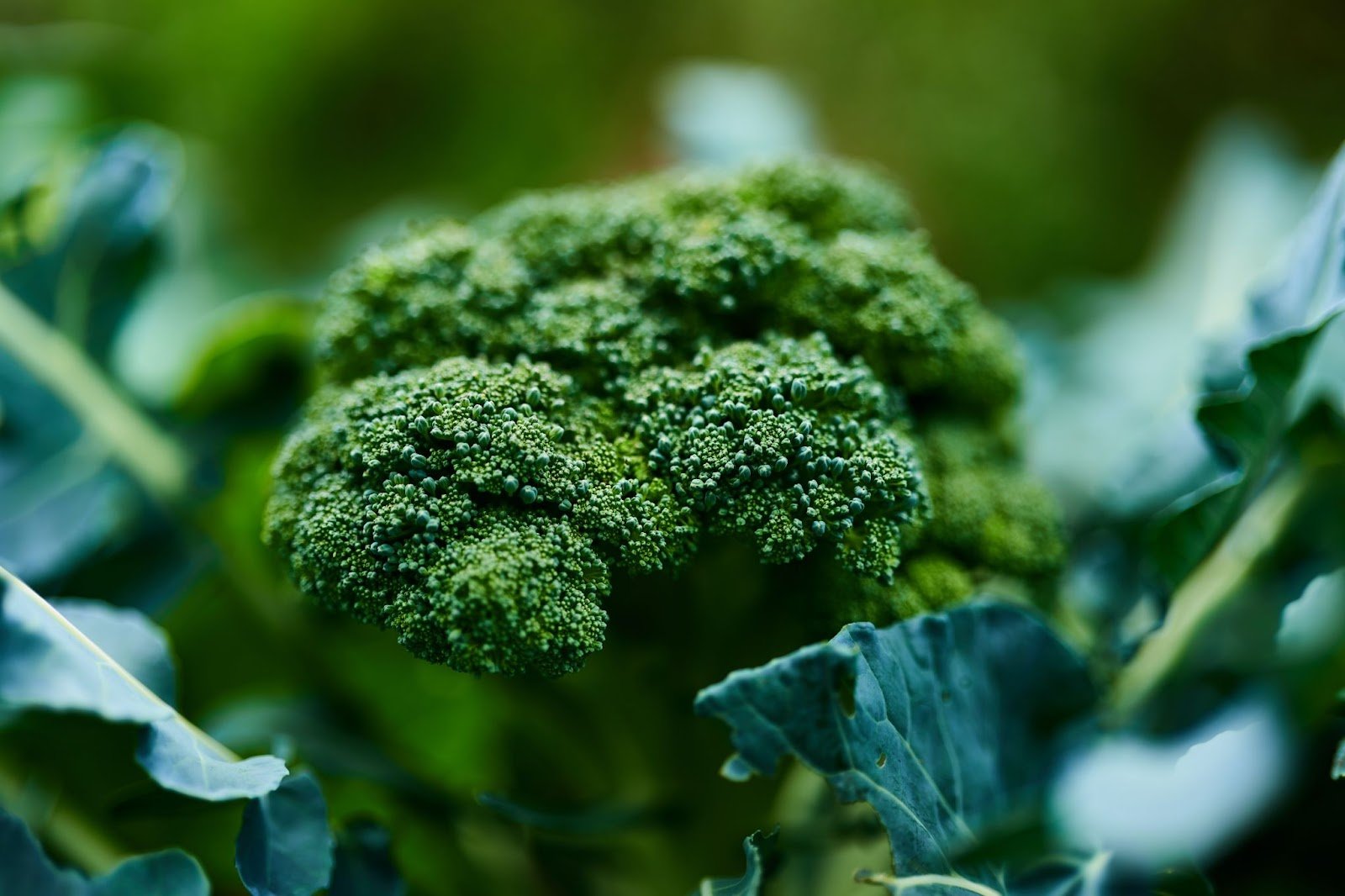 hans-ripa-3hzBK2aPf8s-unsplash portrait image of broccoli