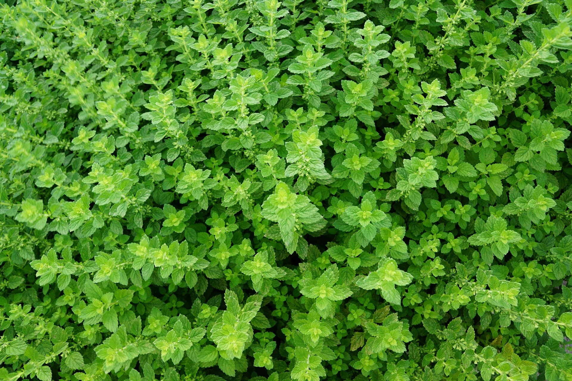 green plant garden photo from top