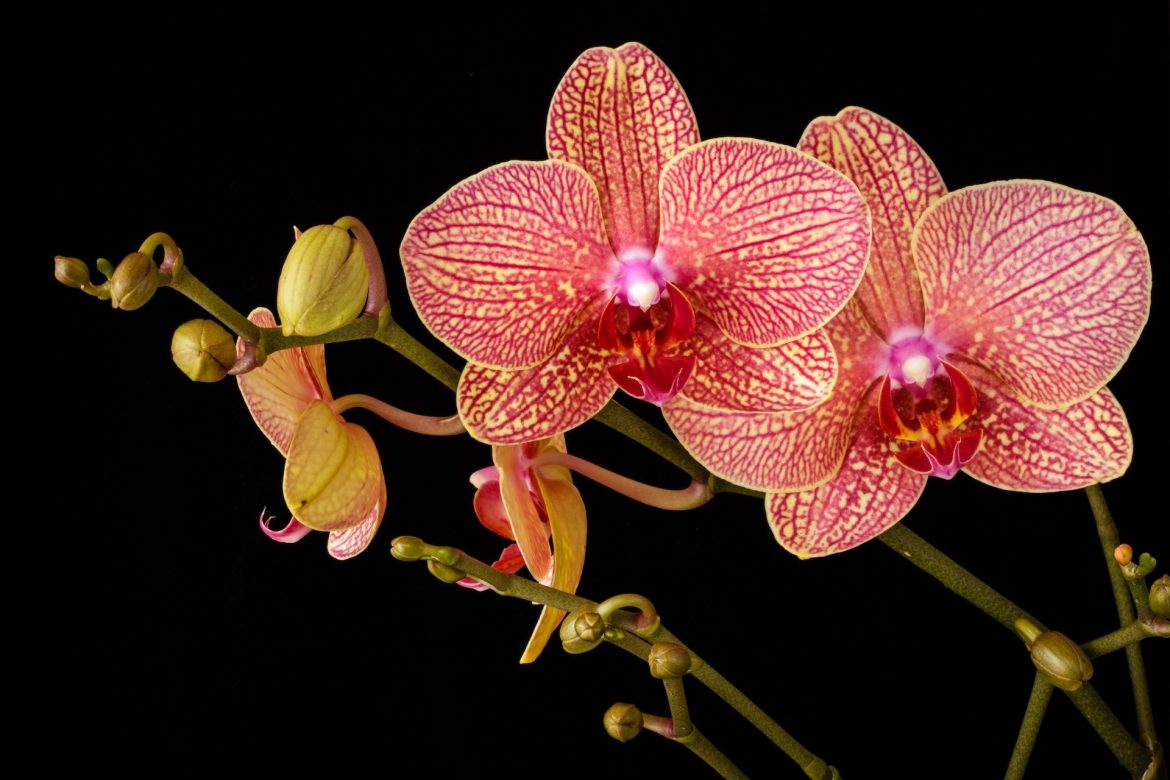 john-wiesenfeld-Ug6z9PCwr58-unsplash Orchid flower close up photo