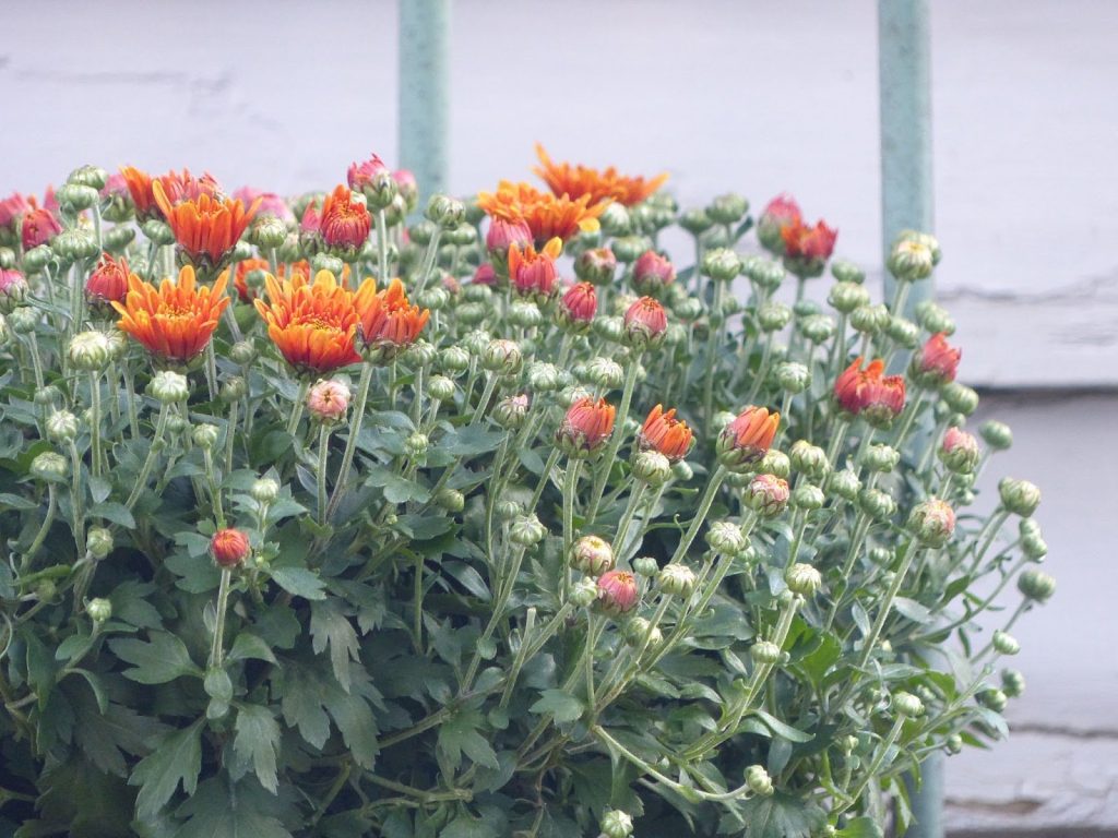 flower with green bottom part