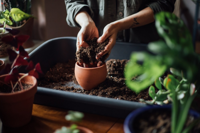 Best Soil for Indoor Plants