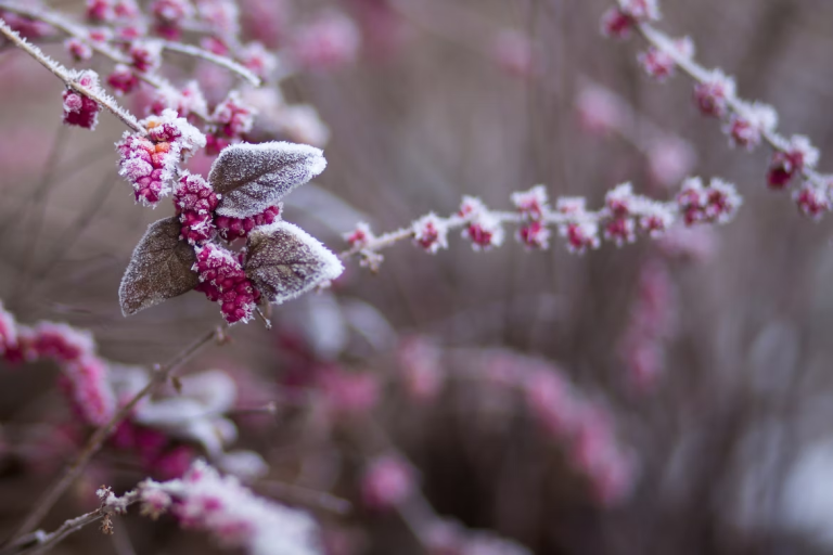 Extend Your Gardening Season and Protect Plants From Frost