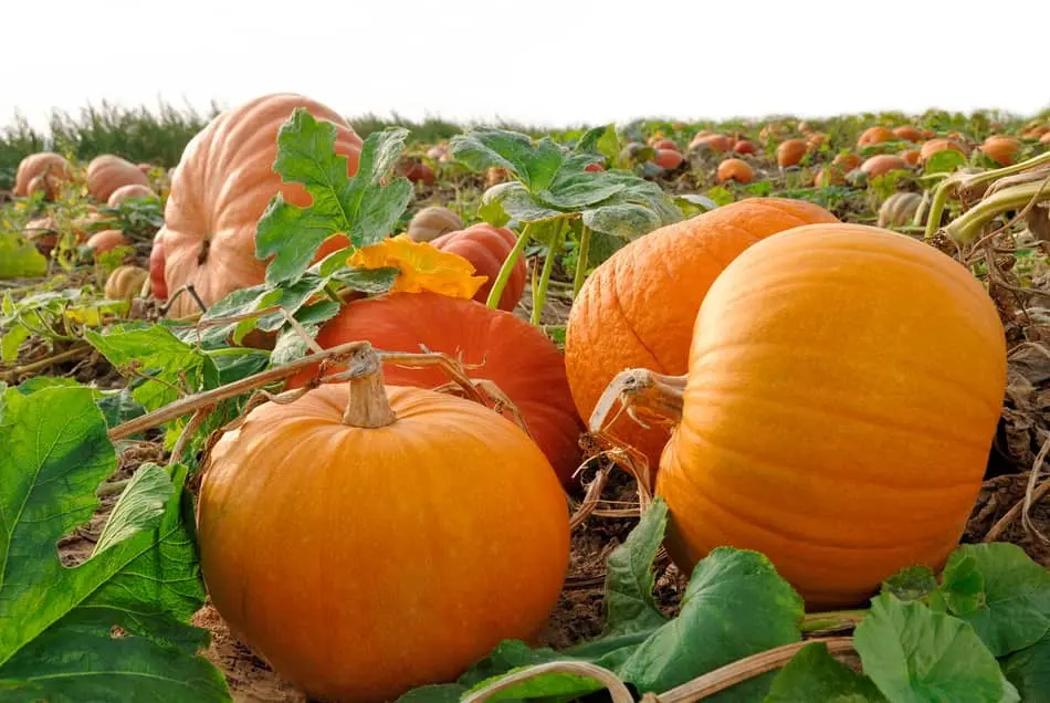 pasted image 0 – 2023-09-08T070817.614 bunch of pumpkin in pumpkin field