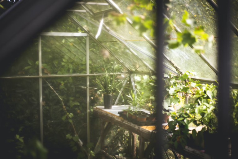 All You Need To Know About DIY Greenhouses